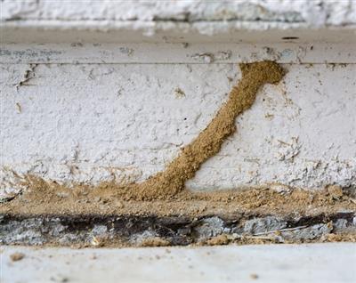 Fix Termite Damage Biochem pest control service in Tanjore