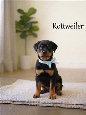 8800539300... Rottweiler Puppy