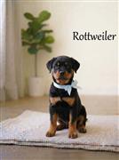 8800539300... Rottweiler Puppy
