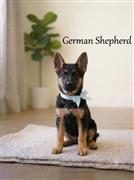 German Shepherd Cute Puppy....8800539300