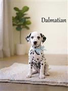 Dalmatian Cute Dog 8800539300