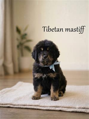 Tibetan Mastiff Dog Available 8800539300
