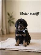 Tibetan Mastiff Dog Available 8800539300
