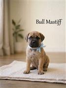 Bull Mastiff Dog Available 8800539300