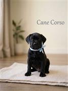Cane Corso Dog Available 8800539300