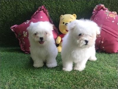 Little paw Maltese puppies for sale..9927332288