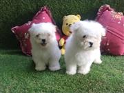 Little paw Maltese puppies for sale..9927332288