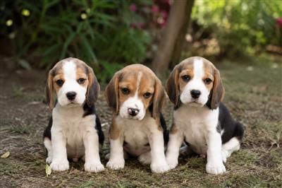 Cute playful Beagle puppies for sale..9927332288