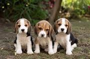 Cute playful Beagle puppies for sale..9927332288