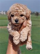 Cute playful Poodle puppies for sale..9927332288