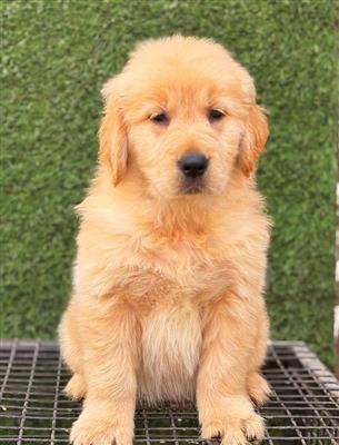 Lovely Golden retriever puppies for sale..9927332288