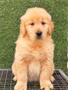 Lovely Golden retriever puppies for sale..9927332288