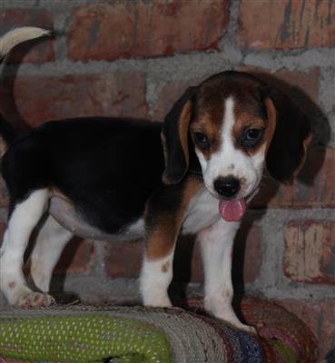 Beautiful Beagle puppies for sale..9927332288