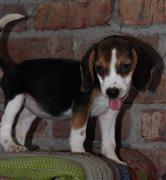 Beautiful Beagle puppies for sale..9927332288