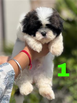 Very nice Shihtzu puppies for sale..9927332288