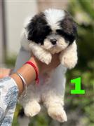 Very nice Shihtzu puppies for sale..9927332288