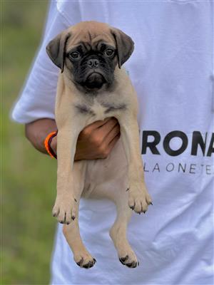 Very nice Pug puppies for sale..9927332288