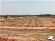 FARMLAND, BALANAGAR @ SHADNAGAR, 4,500/- PER SQYD