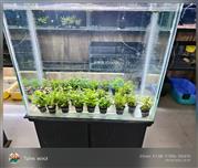 Aquarium plants