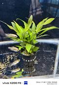 Aquarium plants