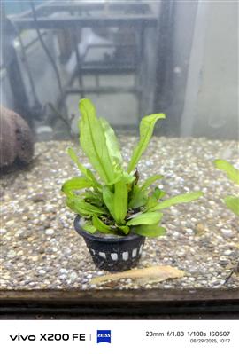 Aquarium plants