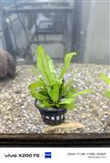 Aquarium plants