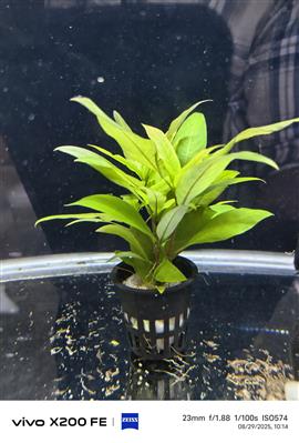Aquarium plants