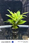 Aquarium plants