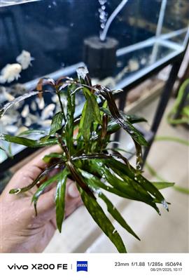 Aquarium plants