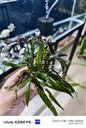 Aquarium plants
