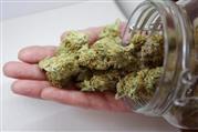 Green 420 Kush Buds Ganja Marijuana Weed online for sale