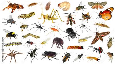 Termite control Biochem pest control service in Trichy