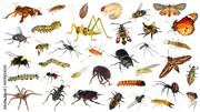 Termite control Biochem pest control service in Trichy