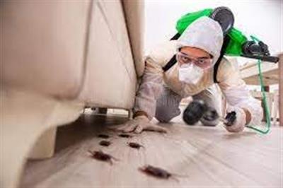 Termite Control Biochem pest control service in Trichy