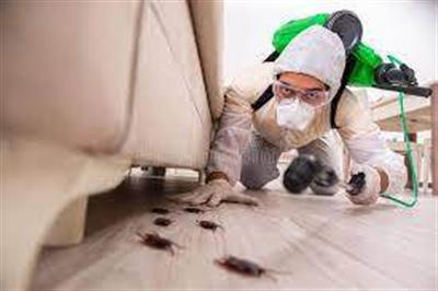 Termite control Biochem pest control service in Thanjavur