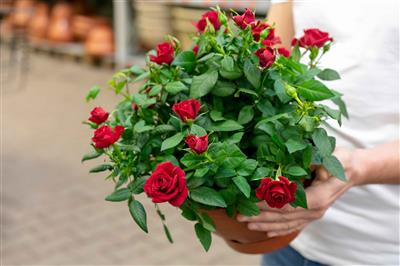 Best Roses & Blooms to Send in Bangalore Today